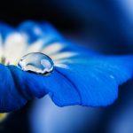 blue flower with a dew drop